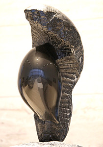 Nautilus